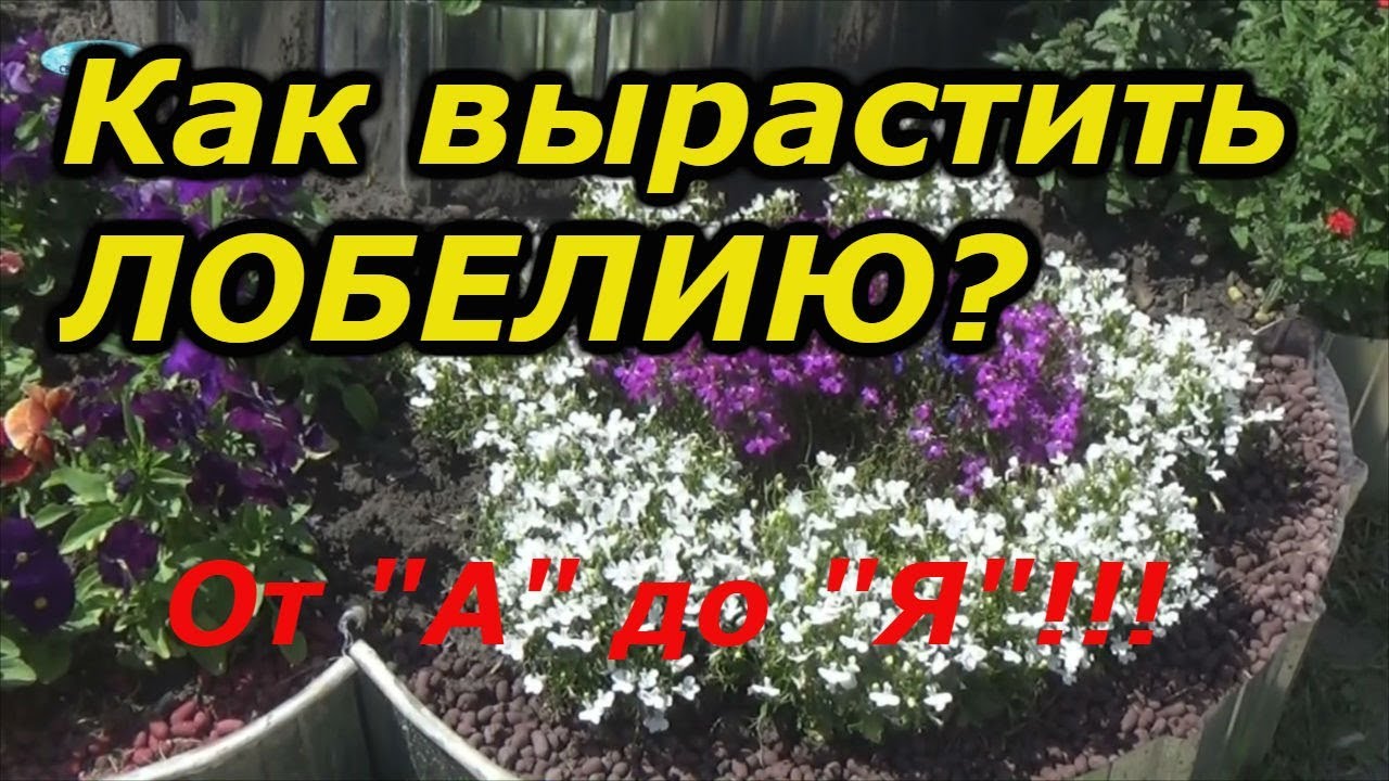 Нажмите, чтобы запустить видео