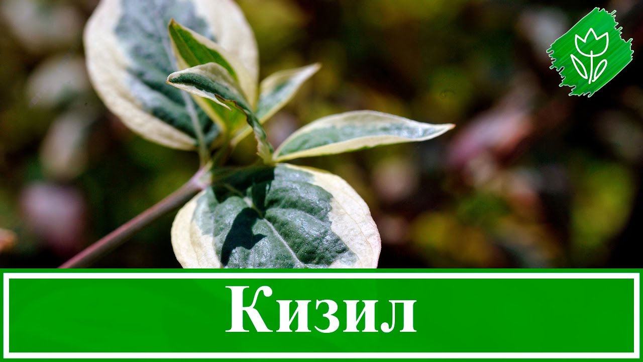 Нажмите, чтобы запустить видео