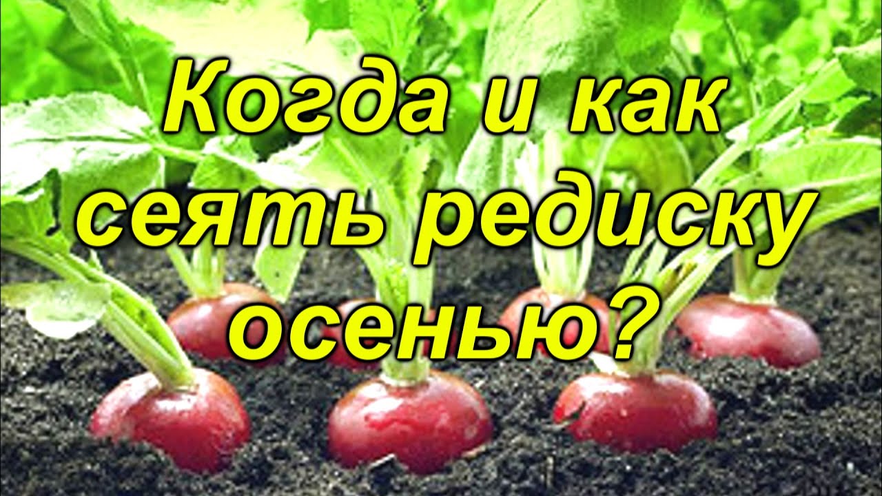 Нажмите, чтобы запустить видео