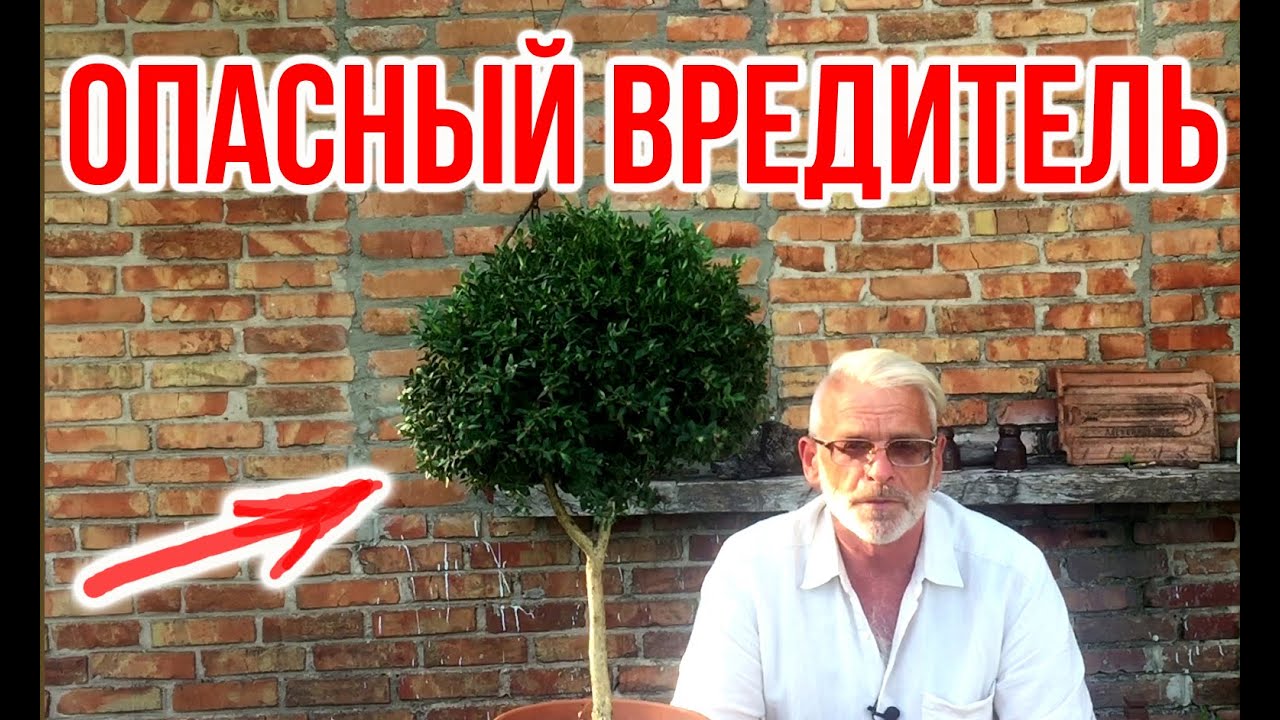 Нажмите, чтобы запустить видео