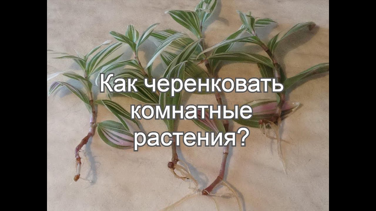 Нажмите, чтобы запустить видео