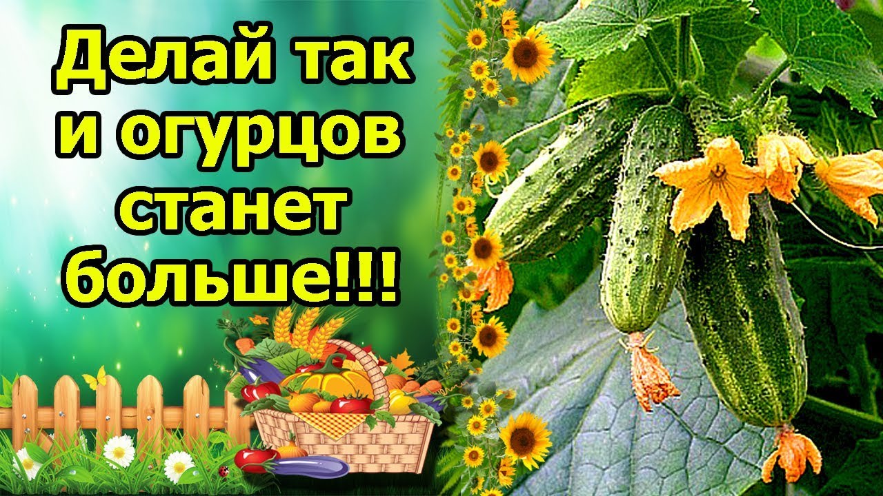 Нажмите, чтобы запустить видео