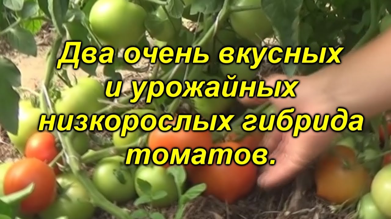 Нажмите, чтобы запустить видео