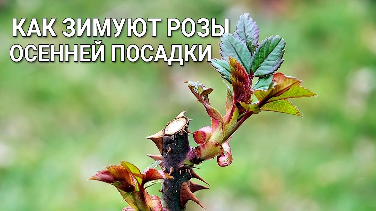 Нажмите, чтобы запустить видео