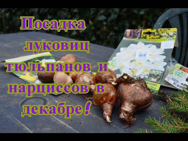 Нажмите, чтобы запустить видео