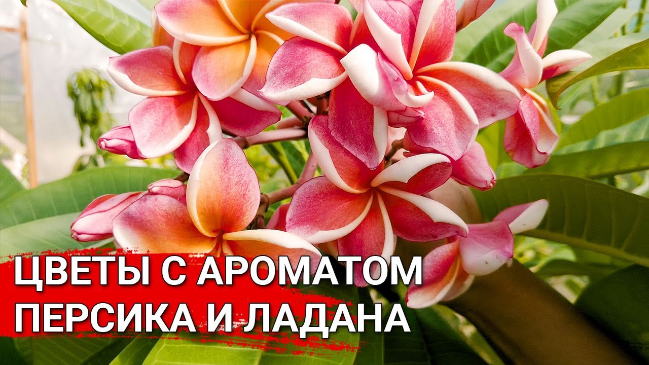 Нажмите, чтобы запустить видео