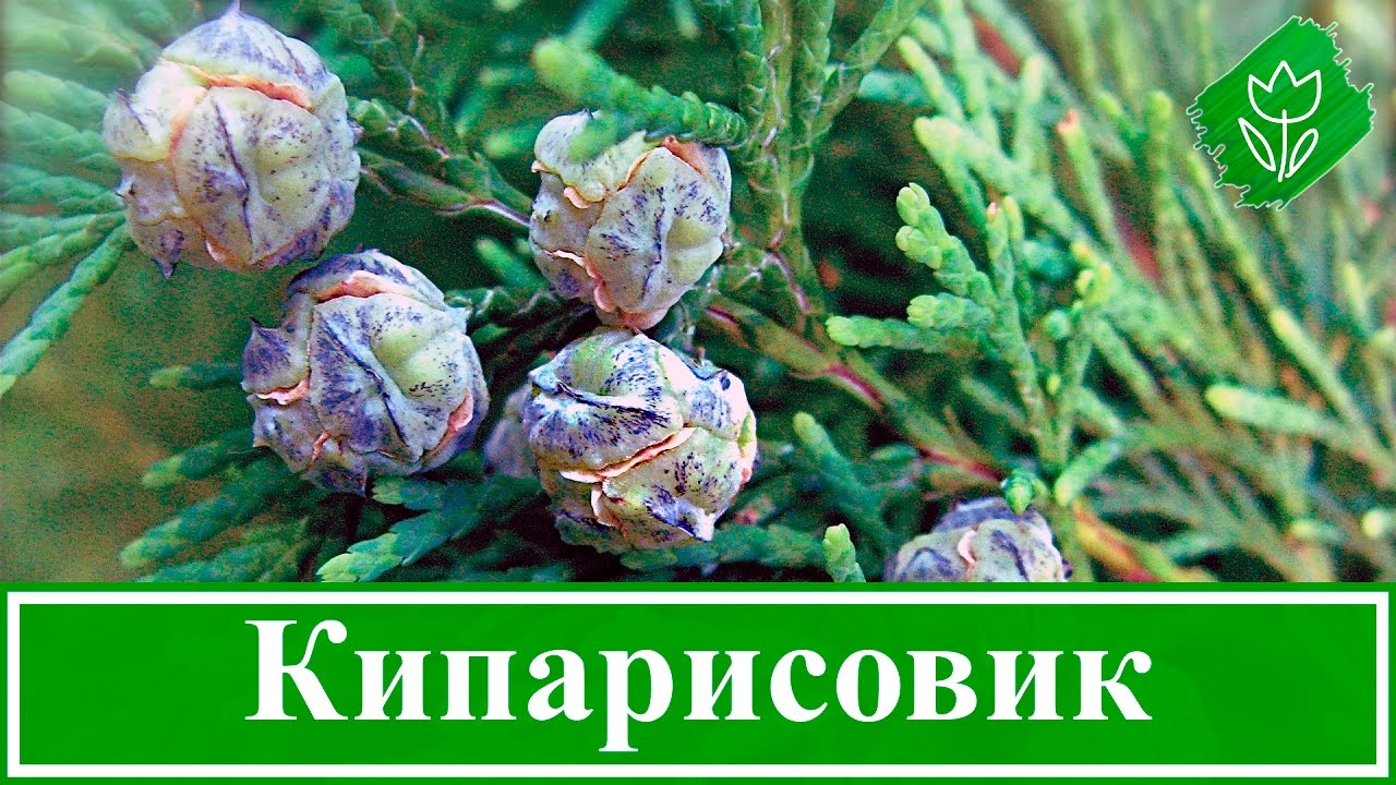 Нажмите, чтобы запустить видео