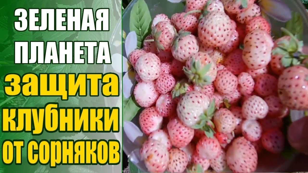 Нажмите, чтобы запустить видео