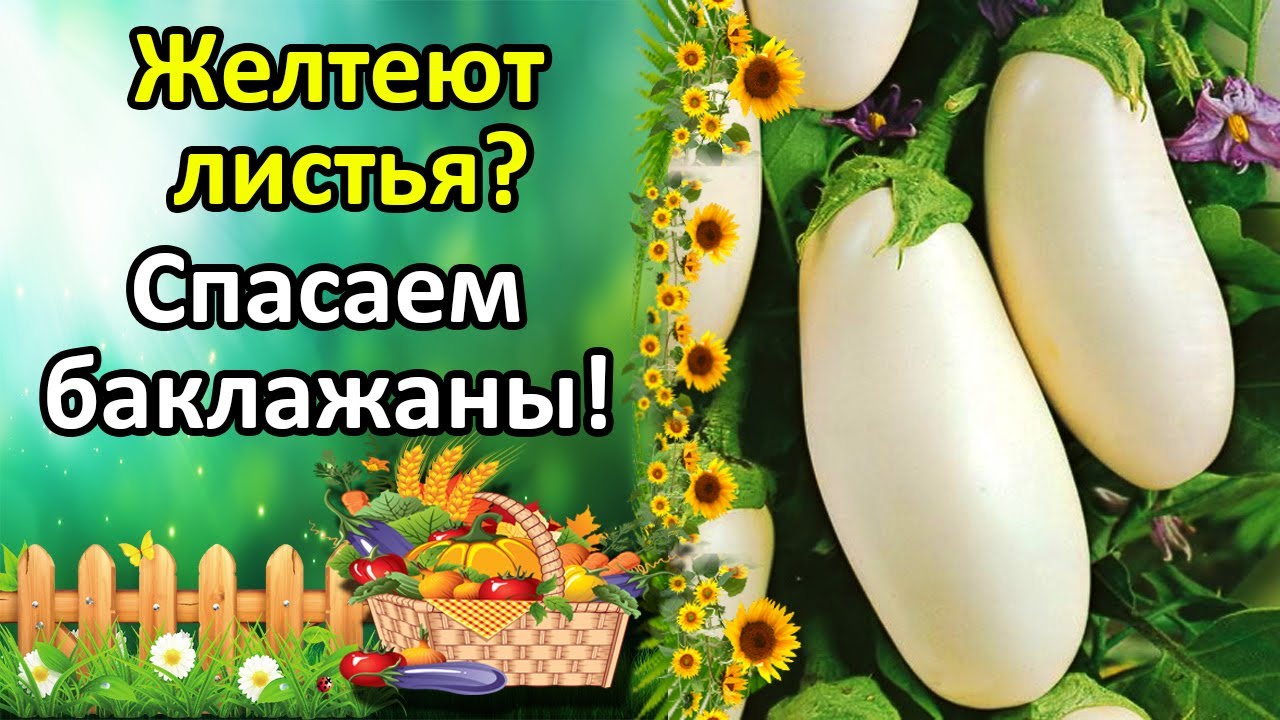 Нажмите, чтобы запустить видео