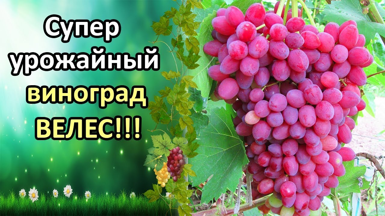 Нажмите, чтобы запустить видео