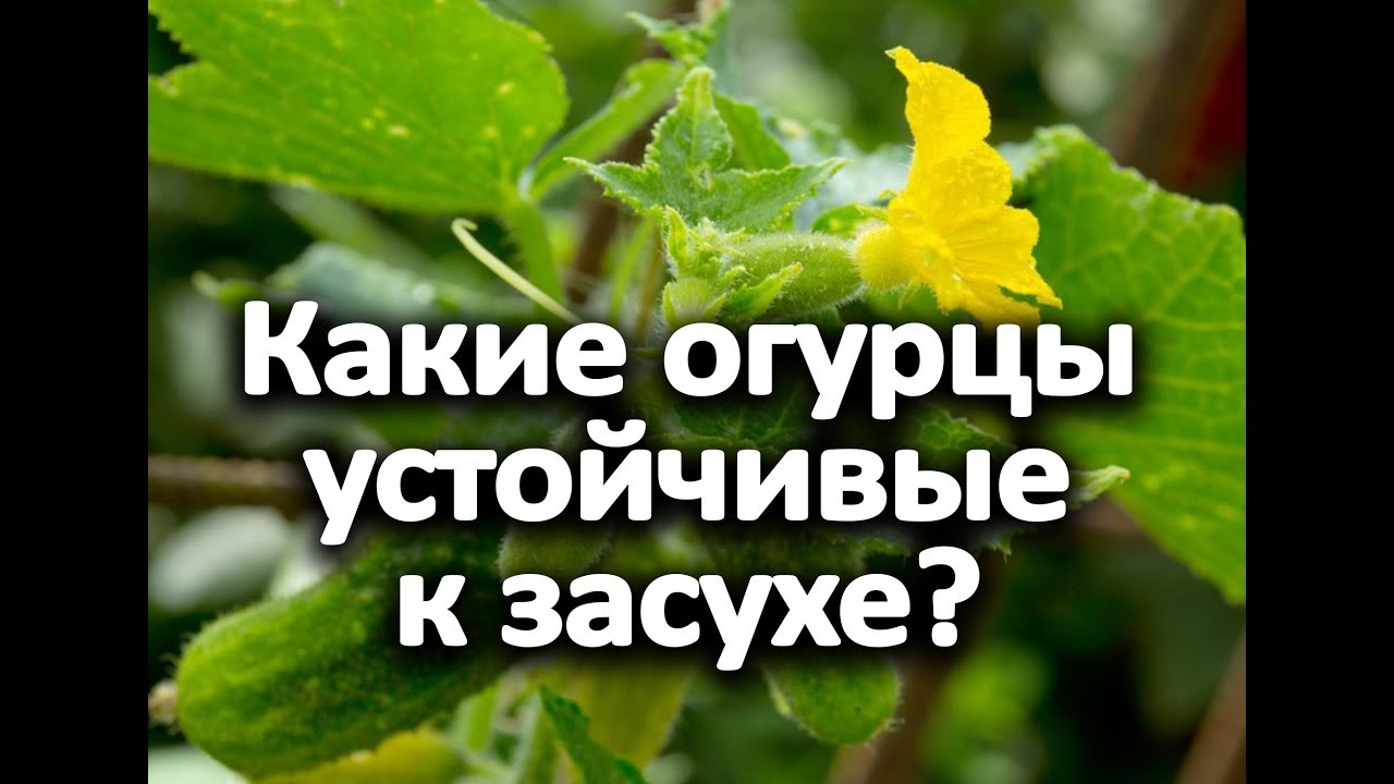 Нажмите, чтобы запустить видео