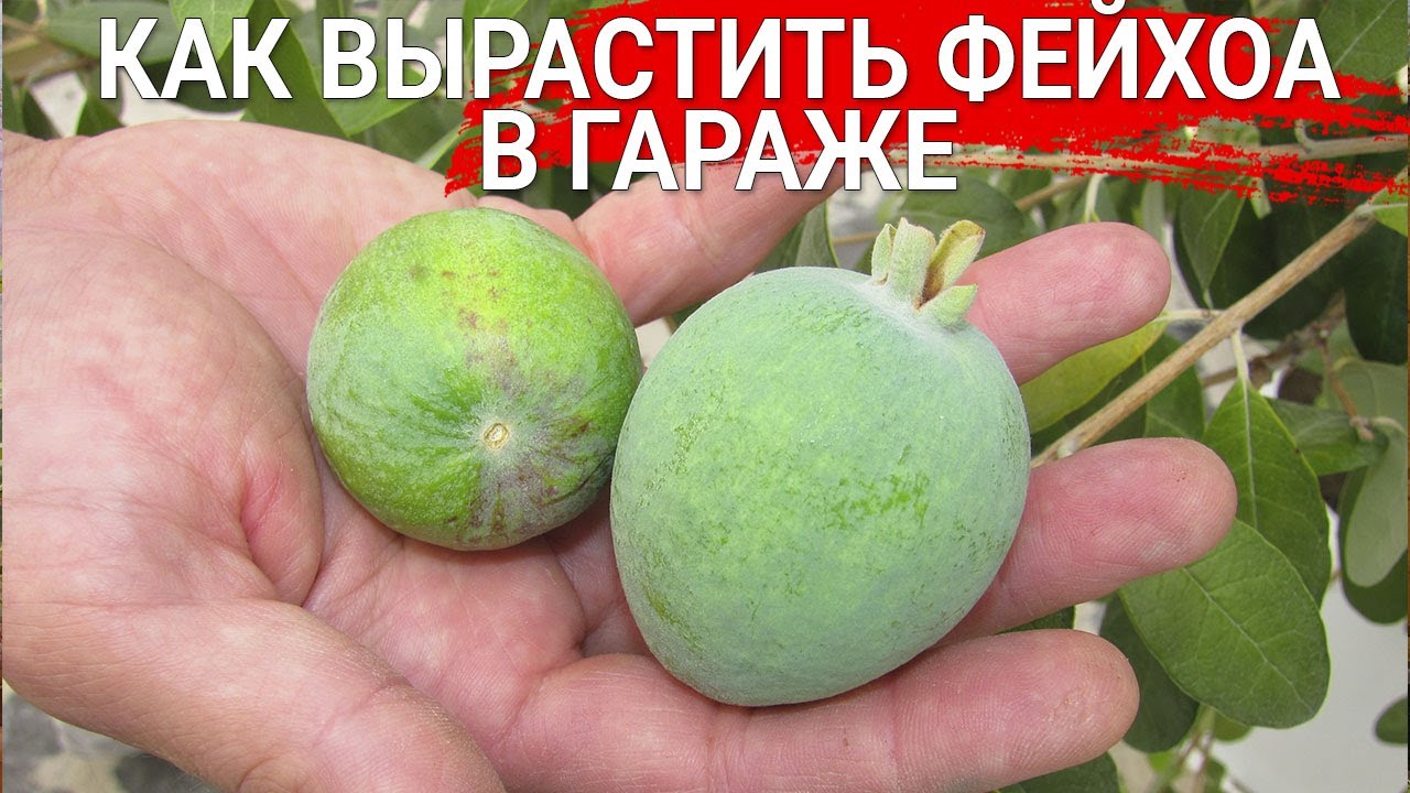 Нажмите, чтобы запустить видео