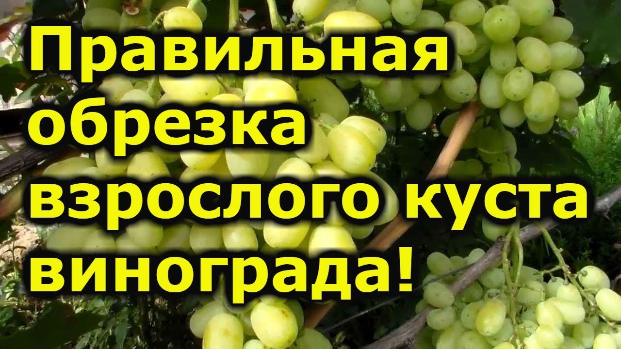 Нажмите, чтобы запустить видео