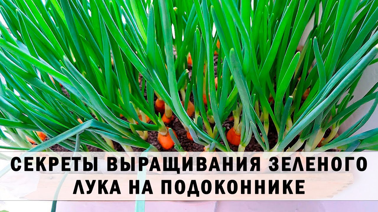 Нажмите, чтобы запустить видео