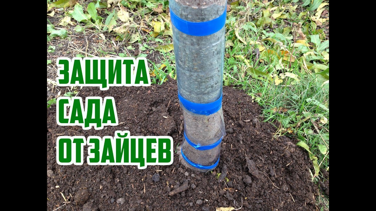 Нажмите, чтобы запустить видео