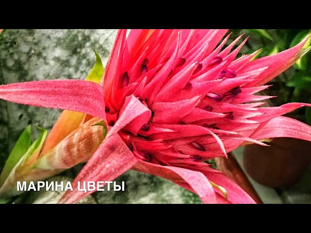 Нажмите, чтобы запустить видео