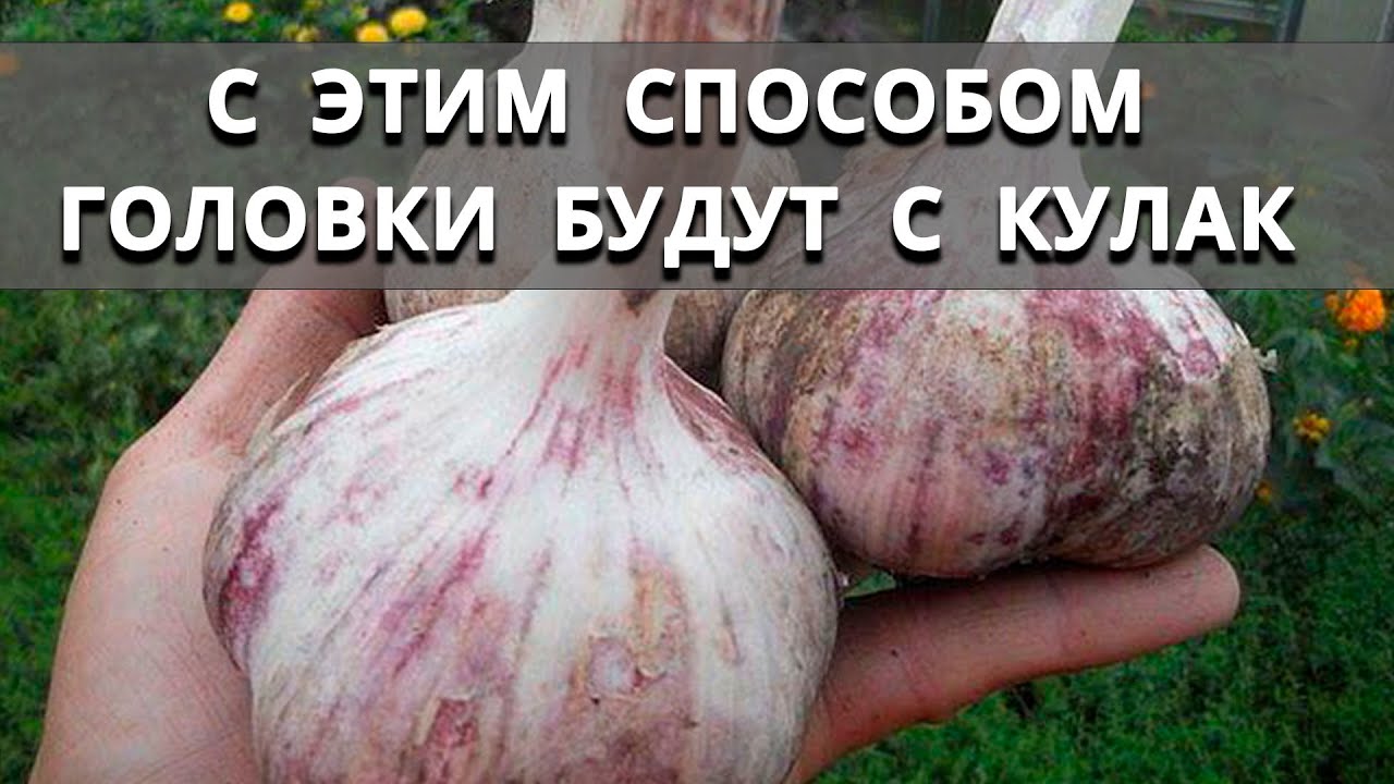 Нажмите, чтобы запустить видео