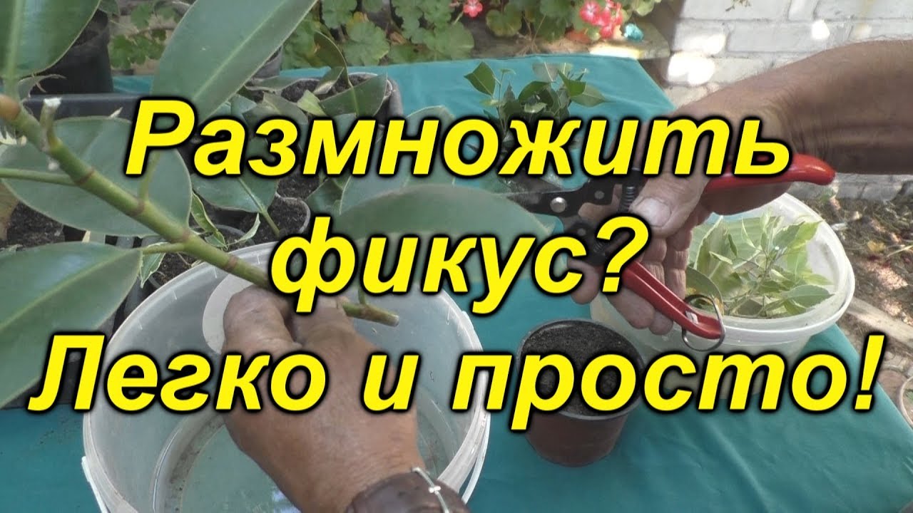 Нажмите, чтобы запустить видео