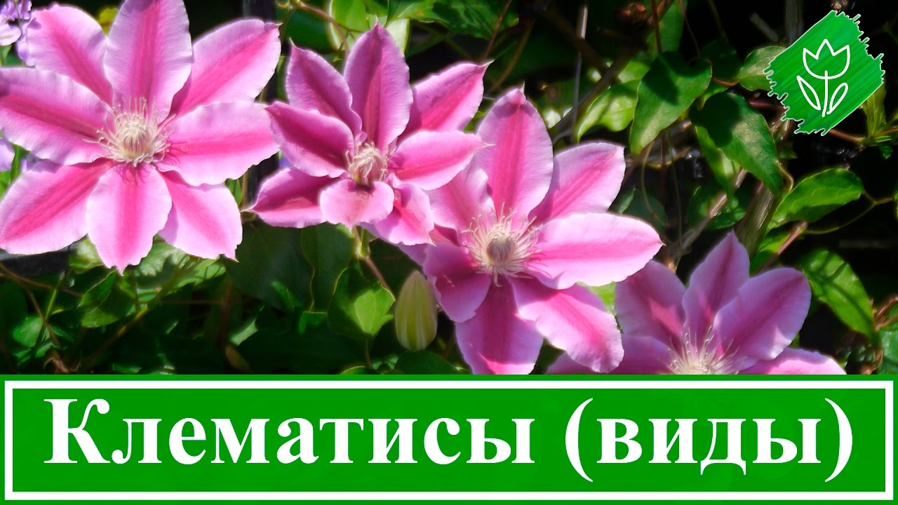 Нажмите, чтобы запустить видео