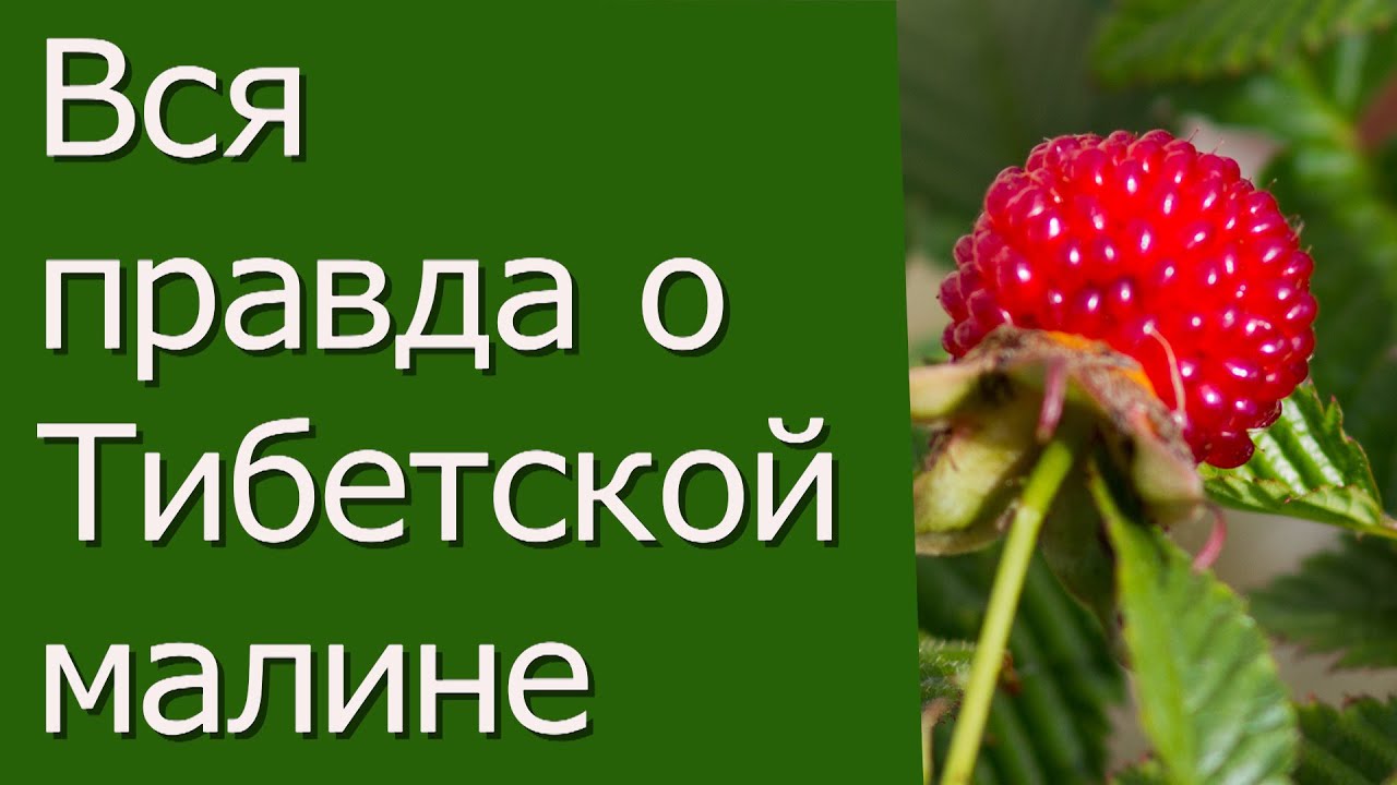 Нажмите, чтобы запустить видео
