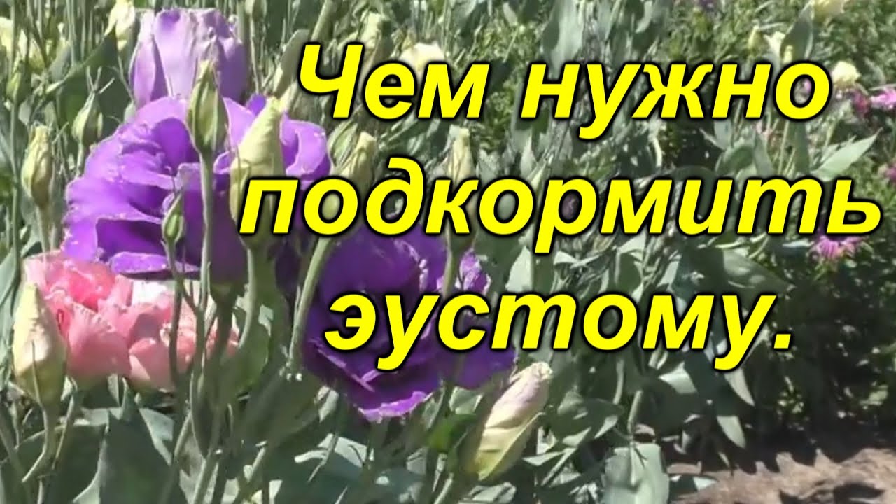 Нажмите, чтобы запустить видео