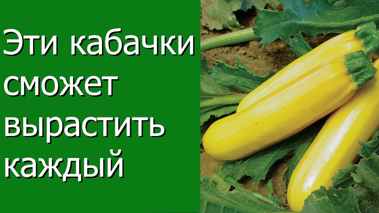 Нажмите, чтобы запустить видео
