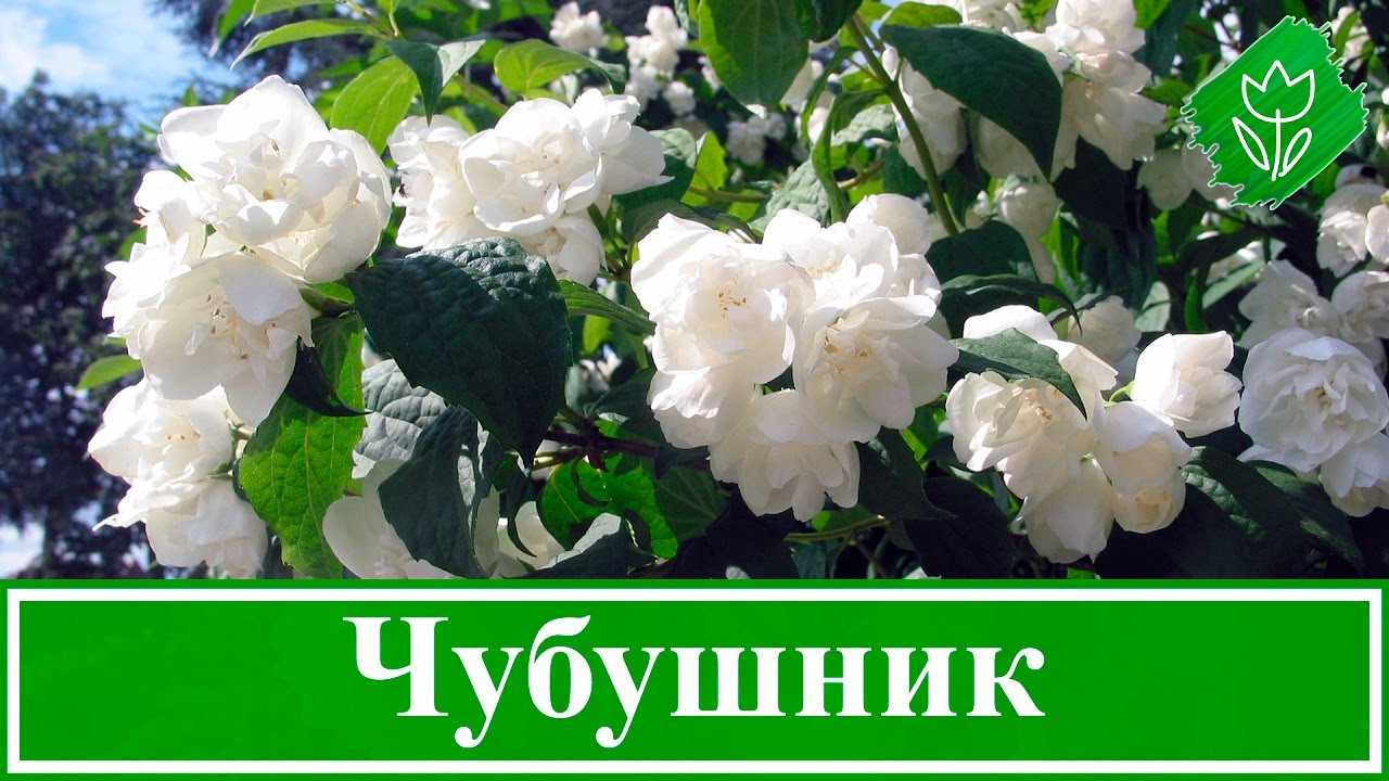 Нажмите, чтобы запустить видео