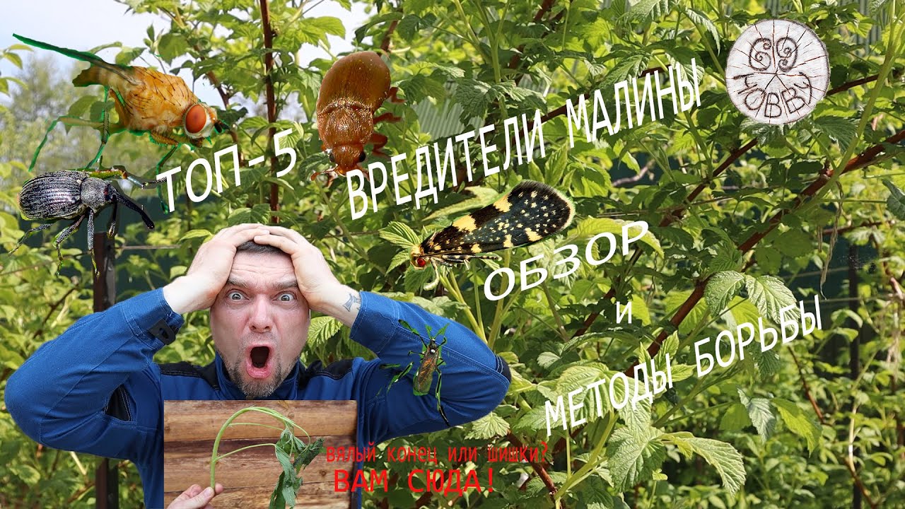 Нажмите, чтобы запустить видео