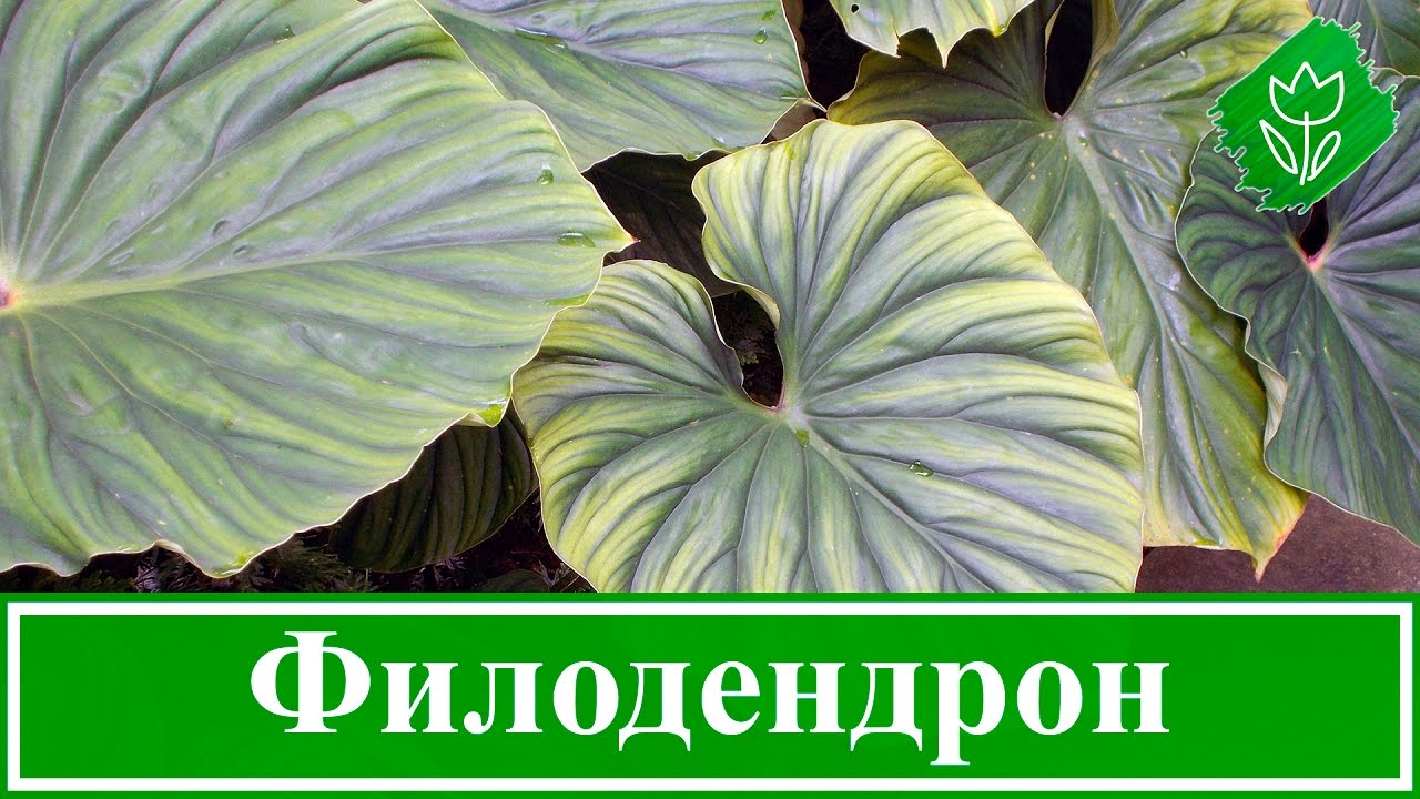Нажмите, чтобы запустить видео