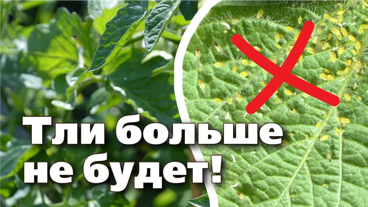 Нажмите, чтобы запустить видео