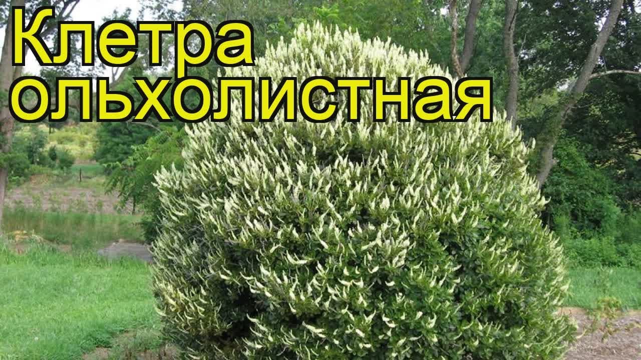 Нажмите, чтобы запустить видео