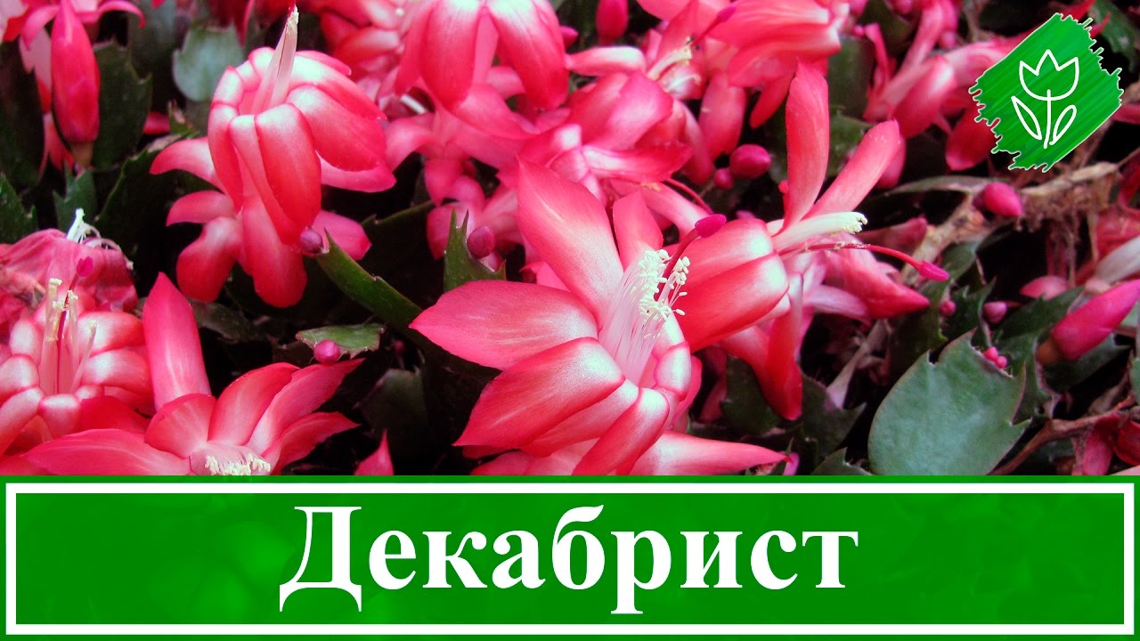 Нажмите, чтобы запустить видео