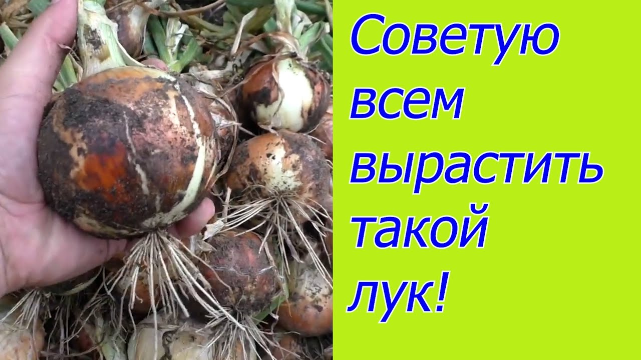 Нажмите, чтобы запустить видео
