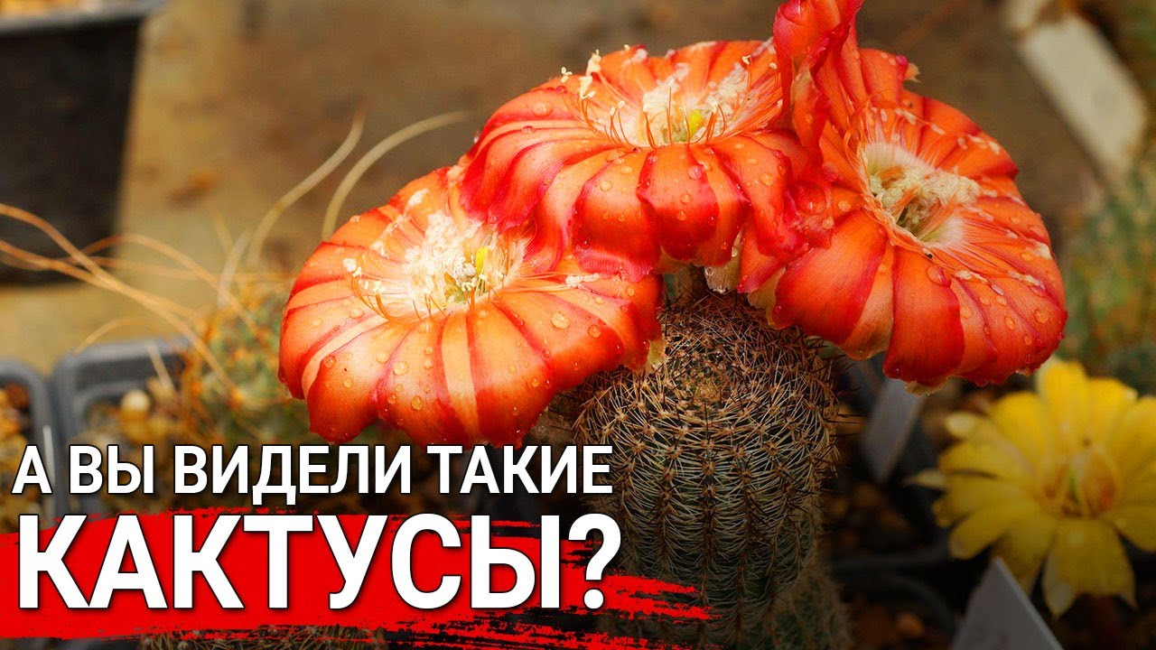 Нажмите, чтобы запустить видео
