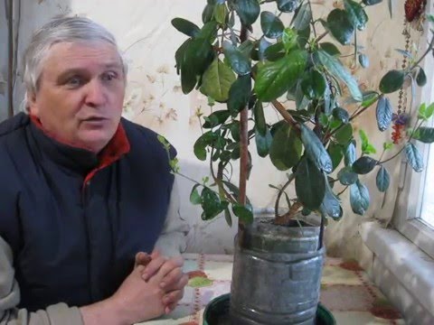 Нажмите, чтобы запустить видео