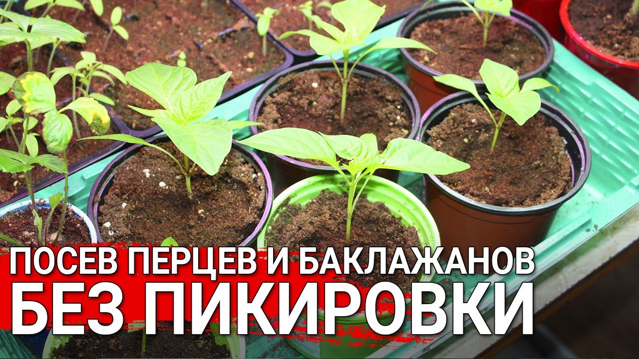 Нажмите, чтобы запустить видео