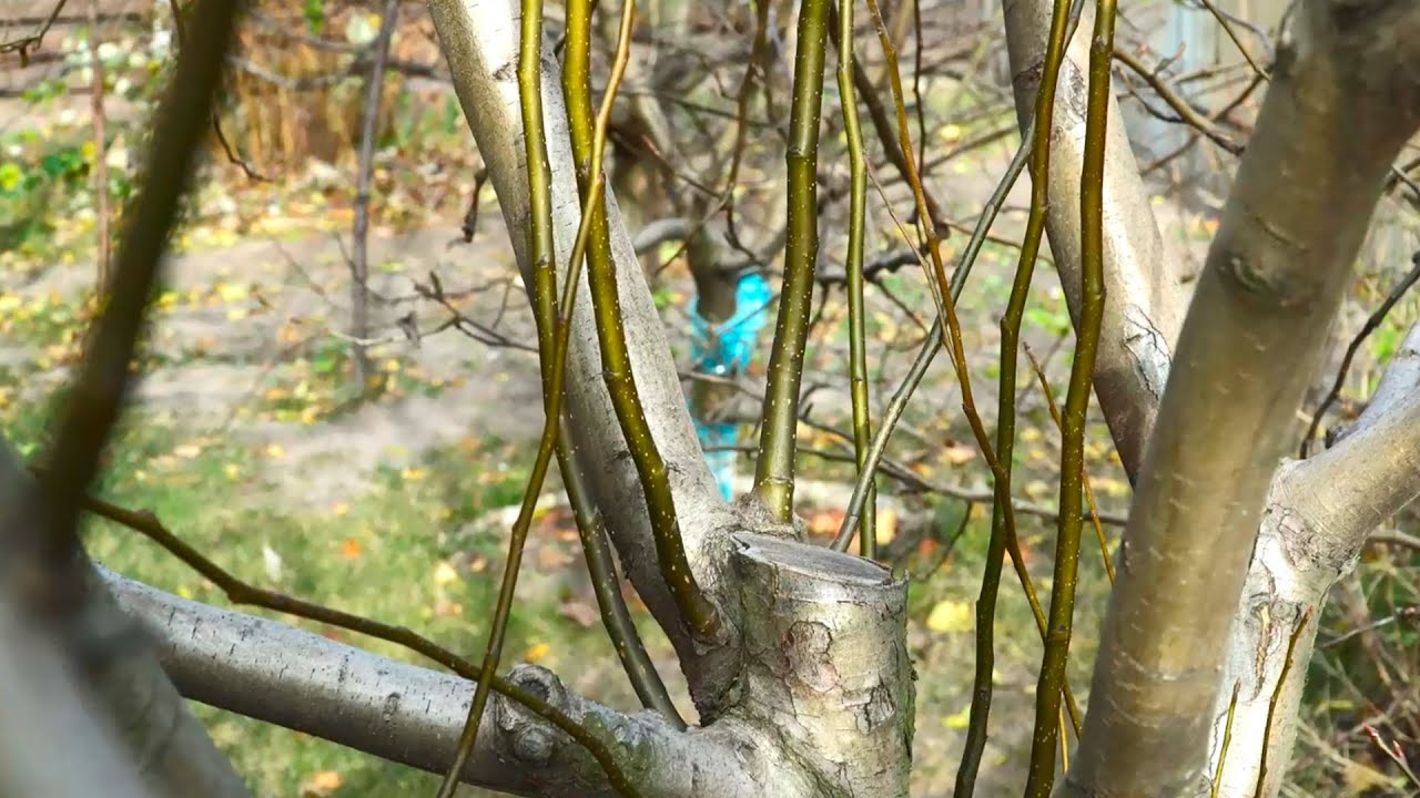 Нажмите, чтобы запустить видео