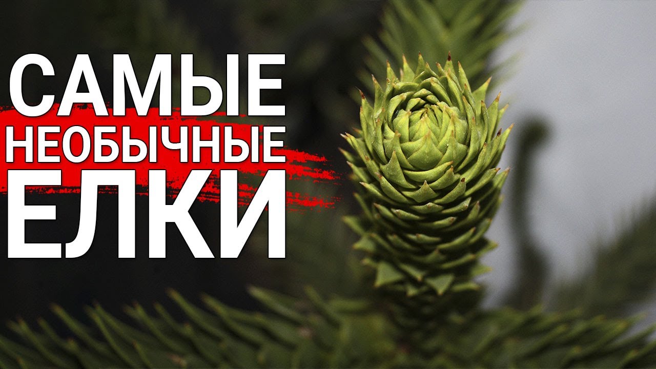 Нажмите, чтобы запустить видео