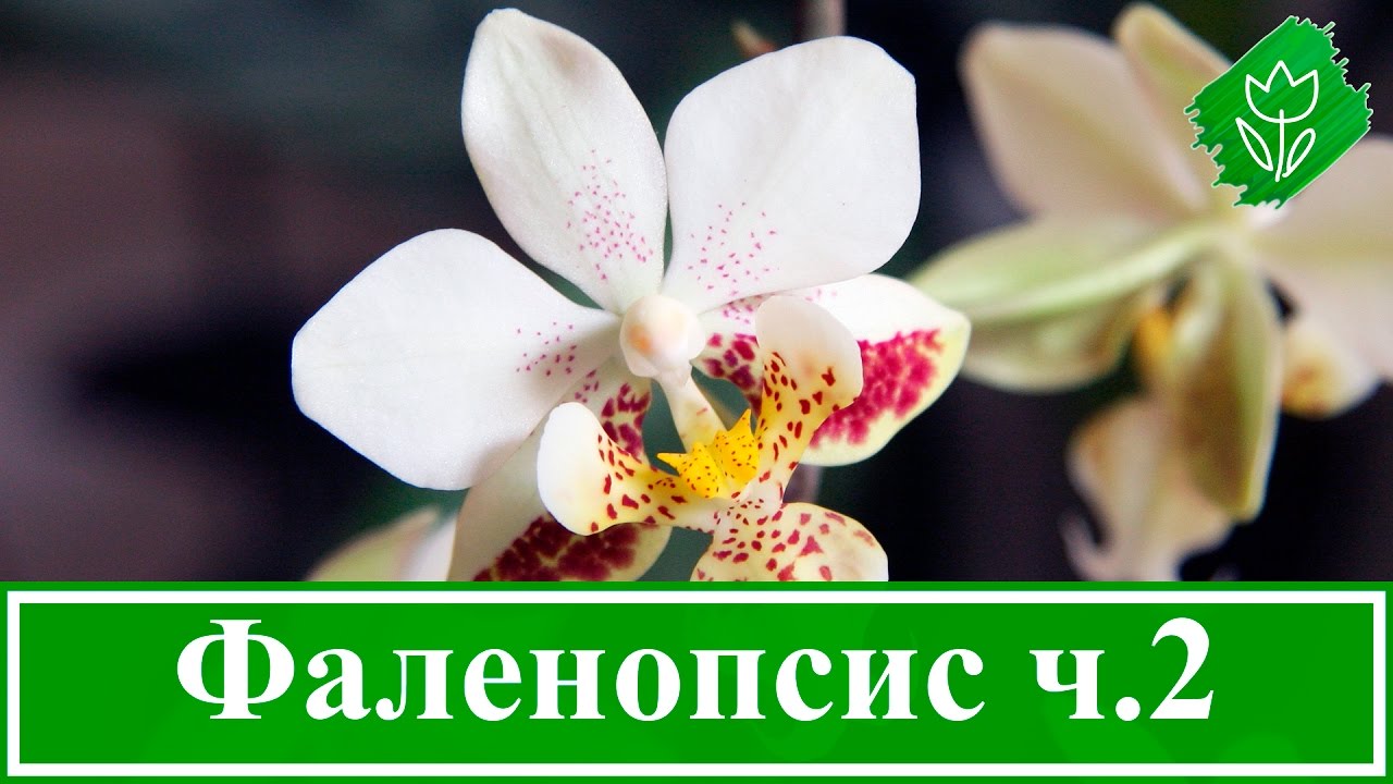 Нажмите, чтобы запустить видео