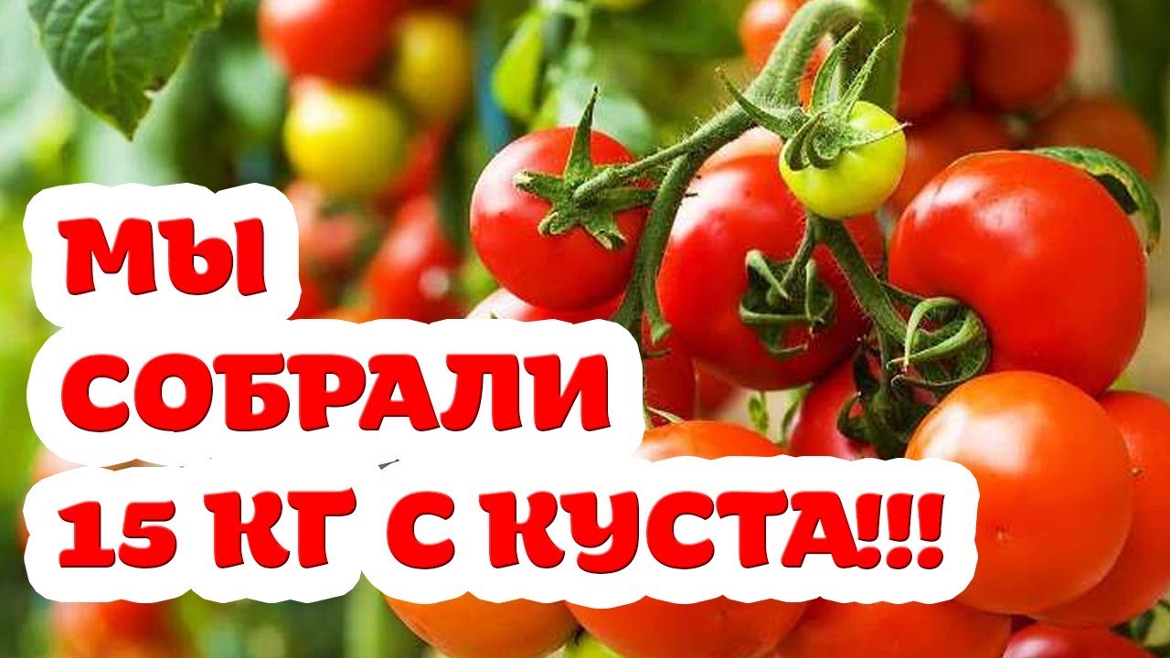 Нажмите, чтобы запустить видео