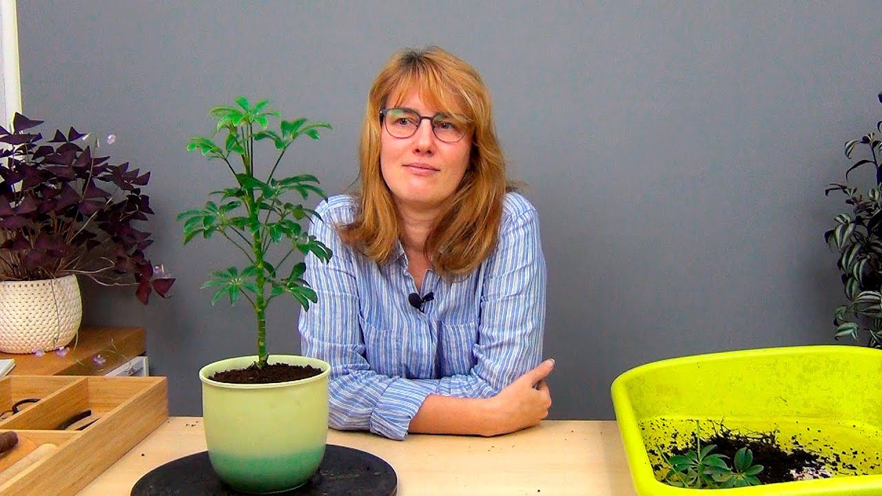 Нажмите, чтобы запустить видео