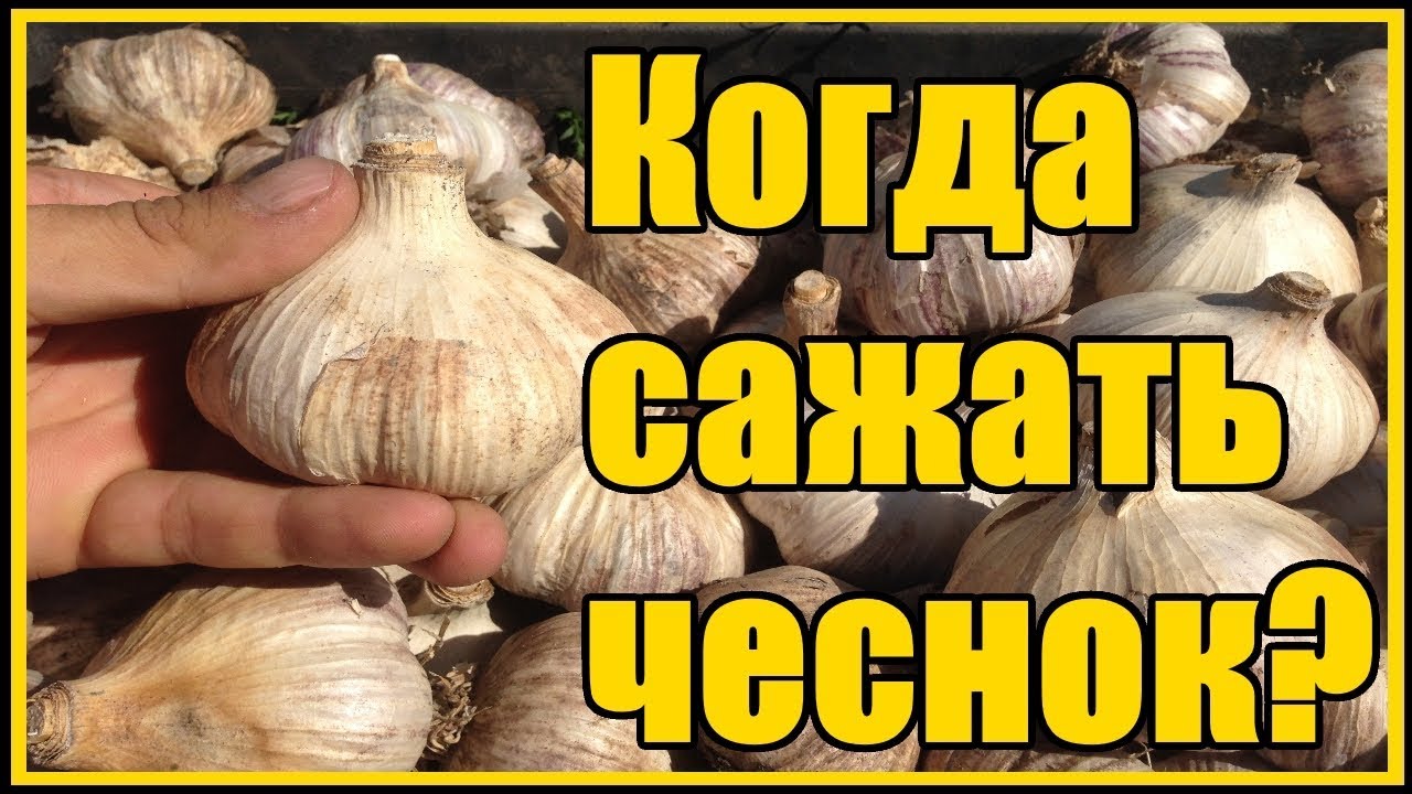 Нажмите, чтобы запустить видео
