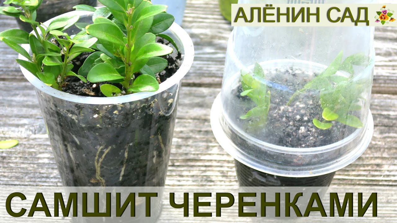 Нажмите, чтобы запустить видео