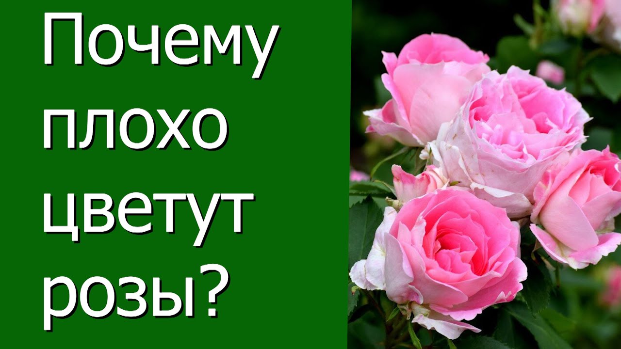 Нажмите, чтобы запустить видео