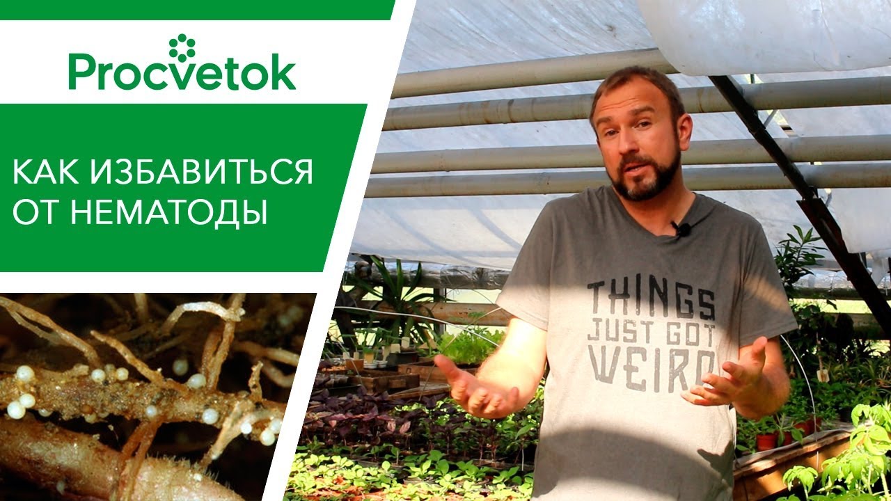 Нажмите, чтобы запустить видео