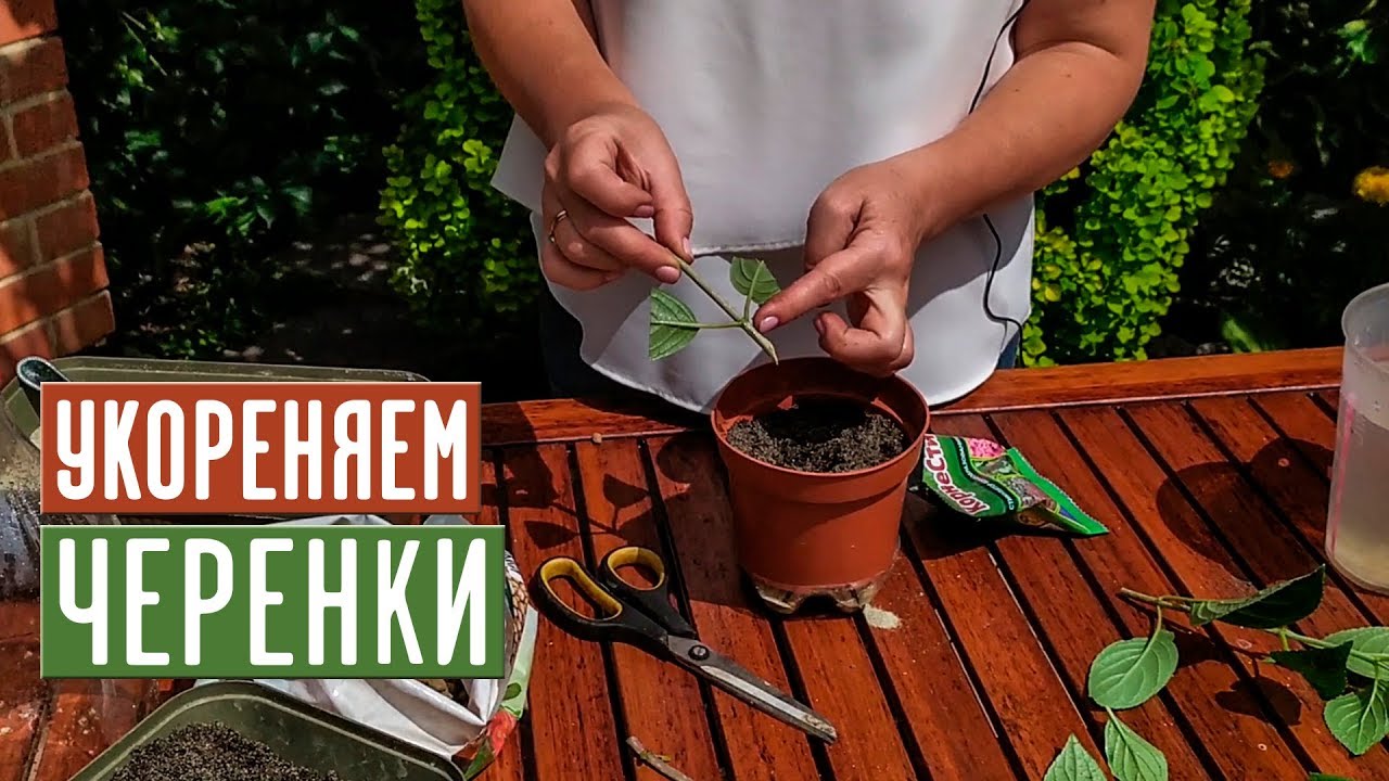 Нажмите, чтобы запустить видео