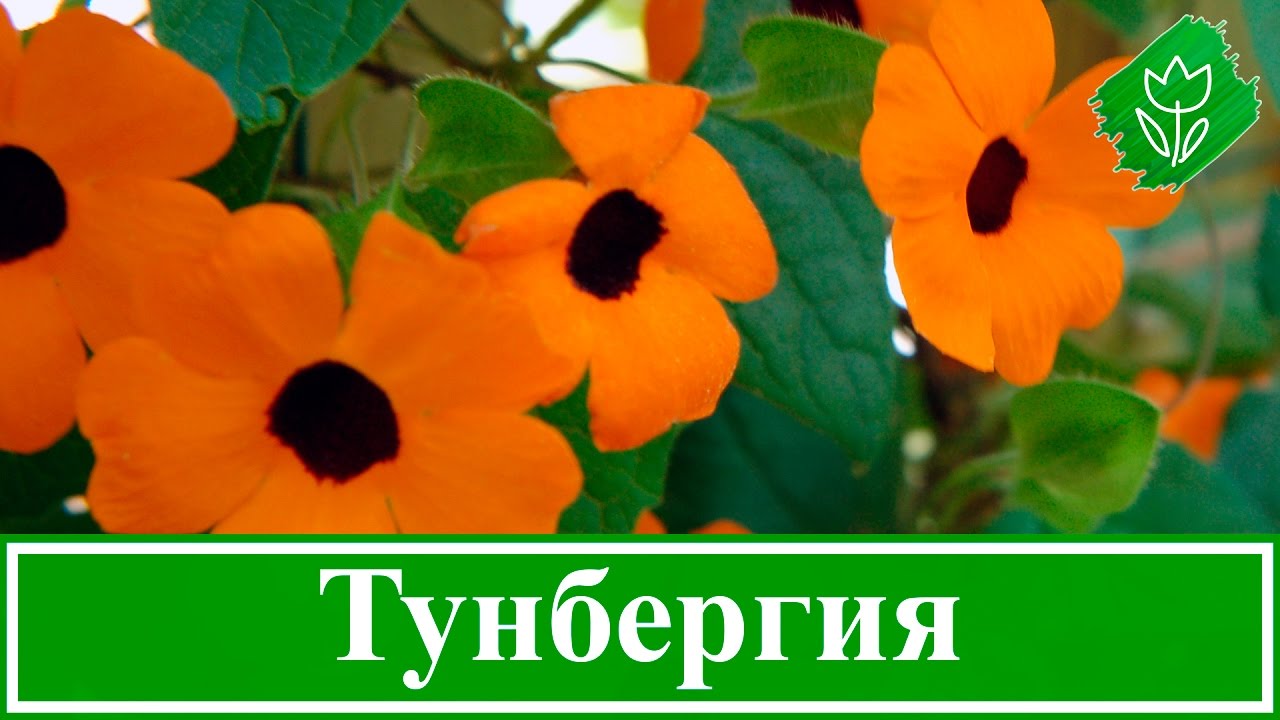 Нажмите, чтобы запустить видео