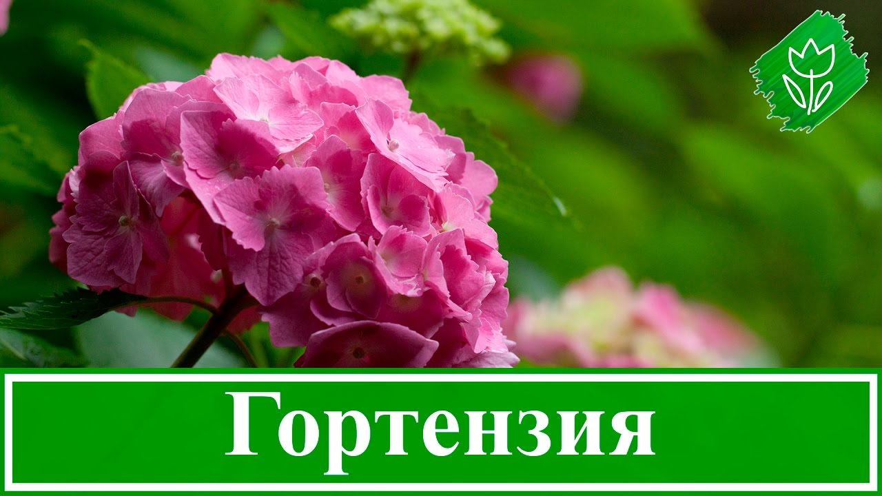 Нажмите, чтобы запустить видео