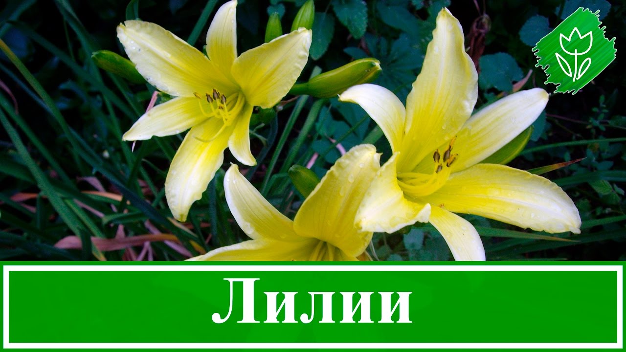 Нажмите, чтобы запустить видео