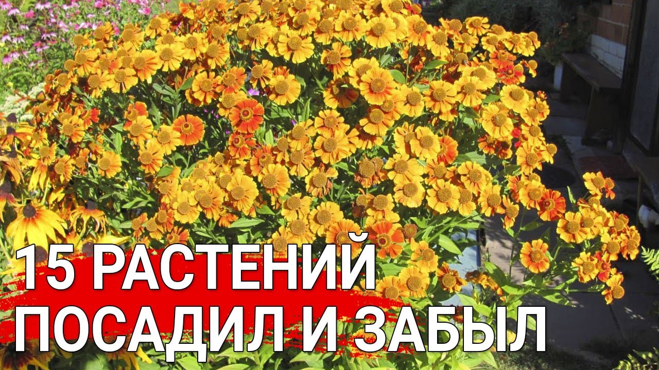 Нажмите, чтобы запустить видео